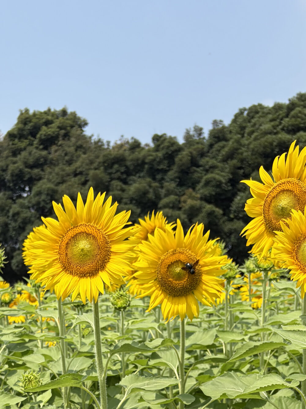ひまわり